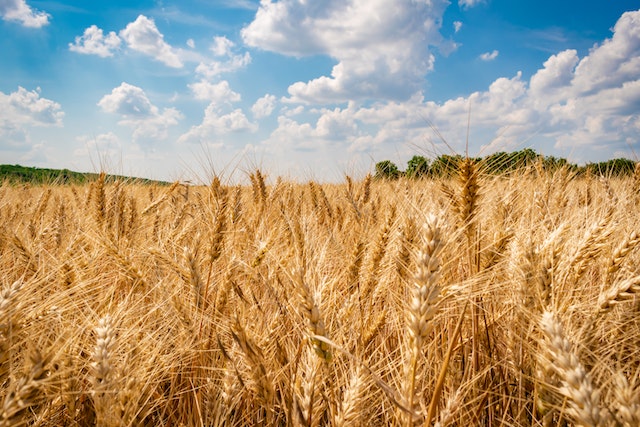 sprouted wheat