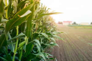IS sorghum healthy