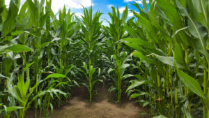 sorghum